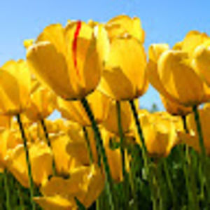 Meet your Posher, Tera